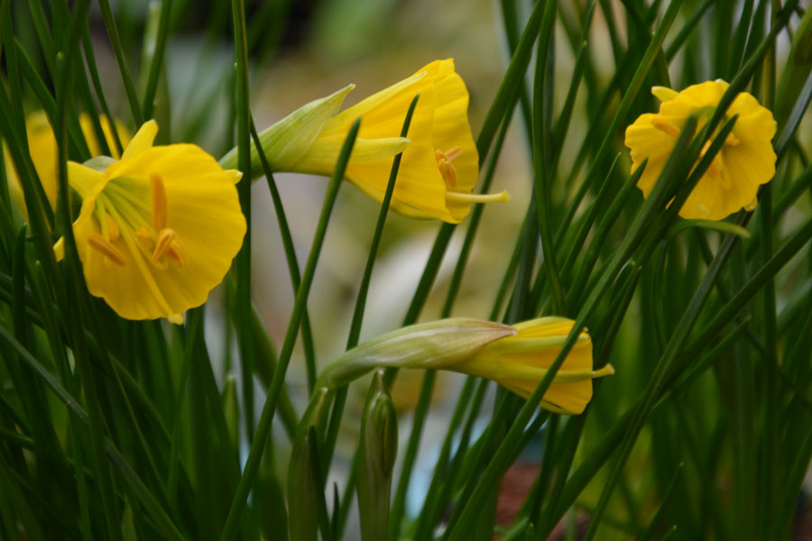 Narcissus-bulbocodium-'Golden-Bells'-(3)