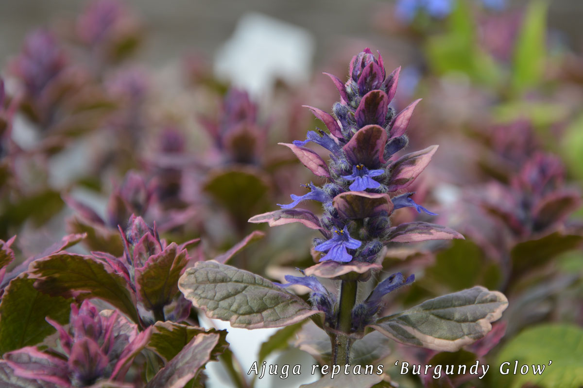 Ajuga-reptans-'Burgundy-Glow'-(2)