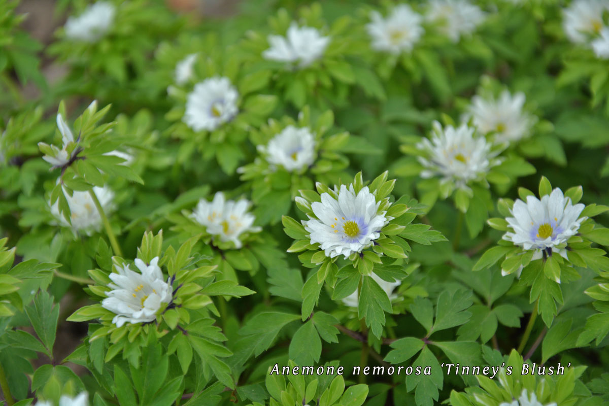 Anemone-nemorosa-unter-Cotoneaster-(2)