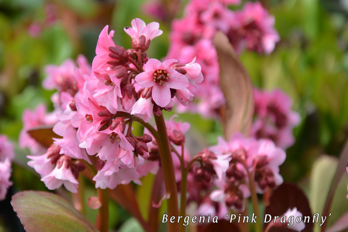 Bergenia-'Pink-Dragonfly'