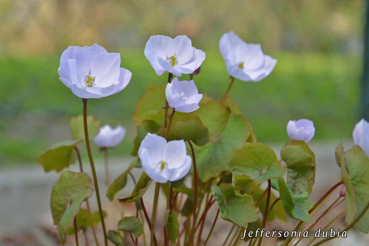 Jeffersonia-dubia-(2)