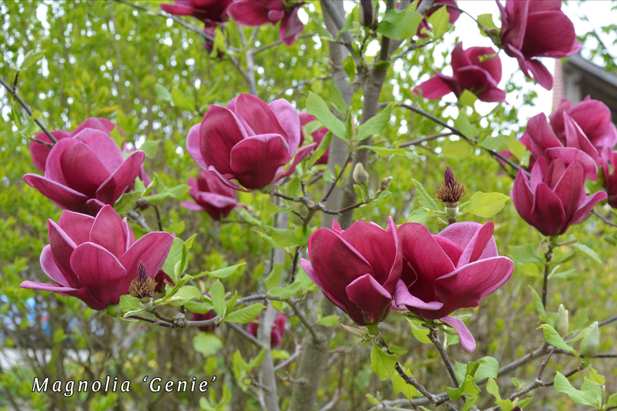 Magnolia-'Genie'