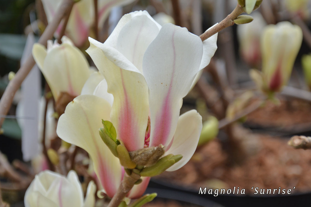 Magnolia-concinna-'Sunrise'-(3)