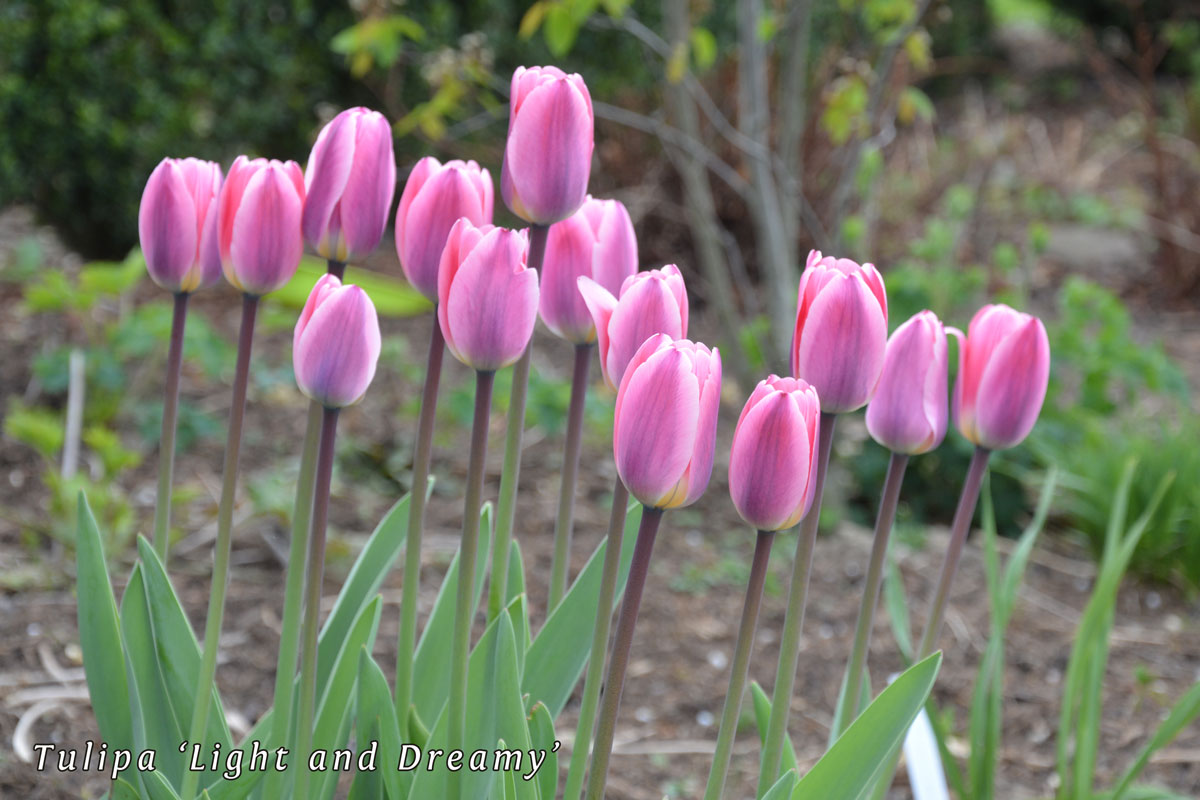 Tulipa-'Light-and-Dreamy'-(2)