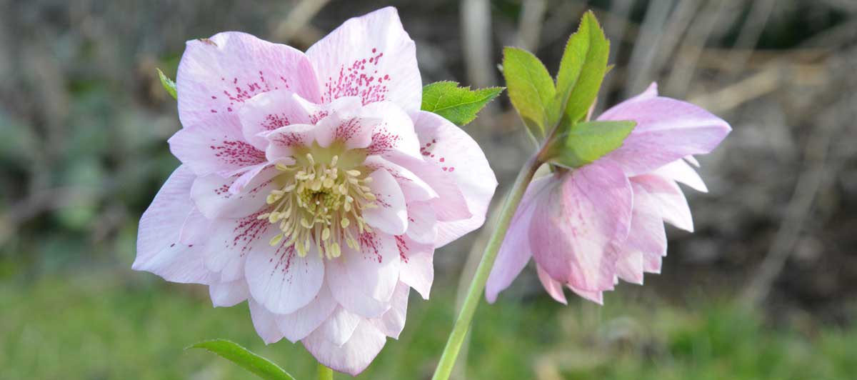 Helleborus-Orientalis-Hybridengef Helleborus-Orientalis-Hybridengef