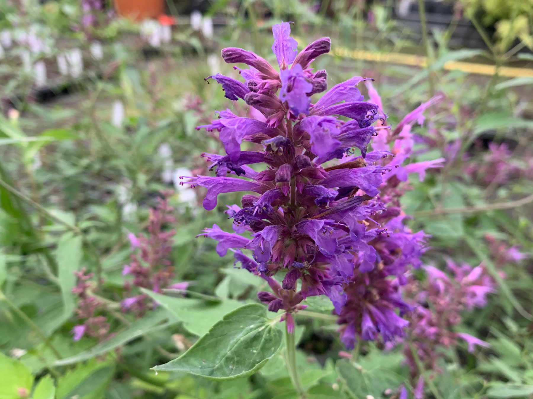 Agastache 'Blue Boa'