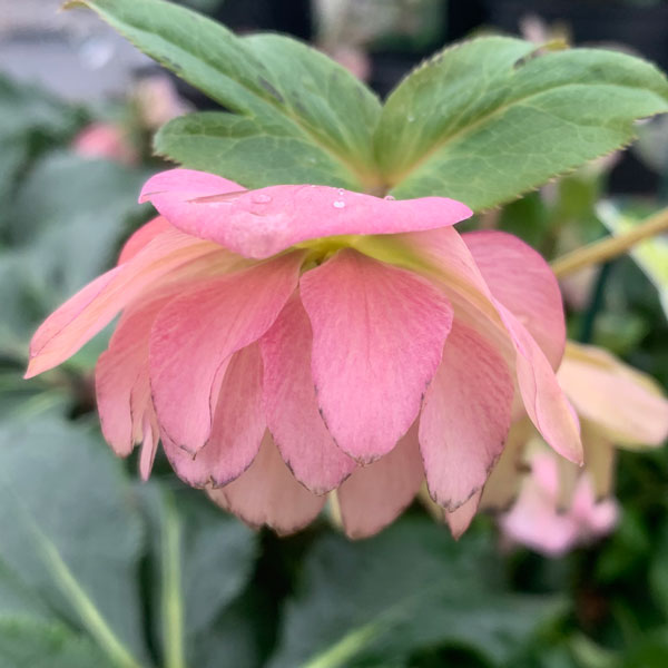 Helleborus-OH-'Viv-Benedetta'-(2)