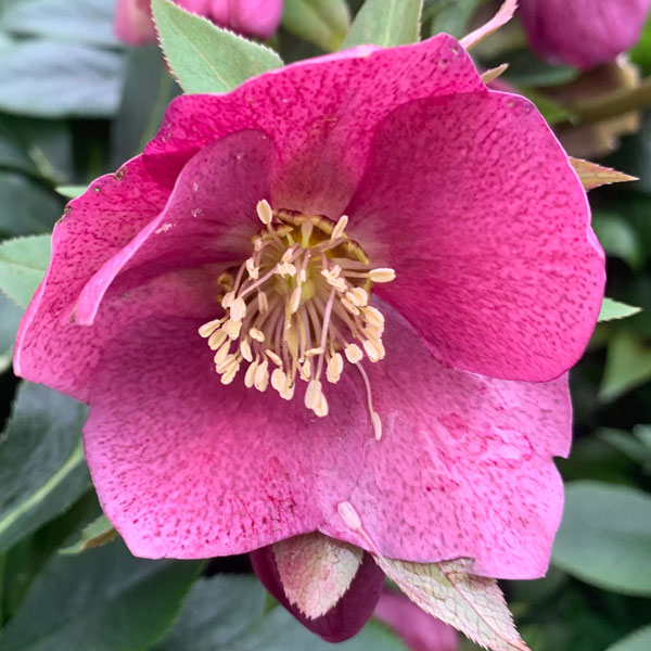 Helleborus-OH-'Viv-Carlotta'-(3)
