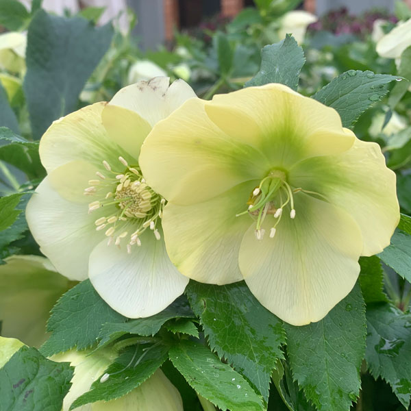 Helleborus-OH-'Viv-Clarissa'