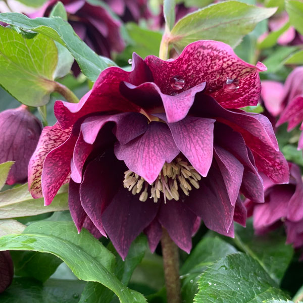 Helleborus-OH-'Viv-Luisa'-(18)