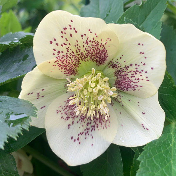 Helleborus-OH-'Viv-Maeva'-(7)