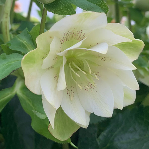 Helleborus-OH-'Viv-Micaela'-(3)