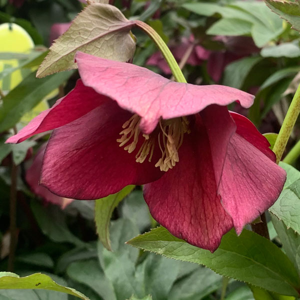 Helleborus-OH-'Viv-Milana'JPG-(2)