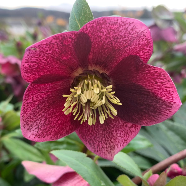 Helleborus-OH-'Viv-Teodora'-(3)