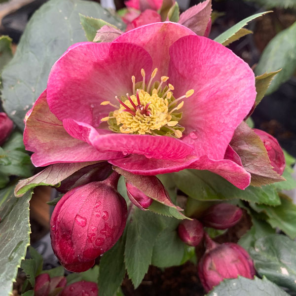 Helleborus-'Scarletta'-(2)