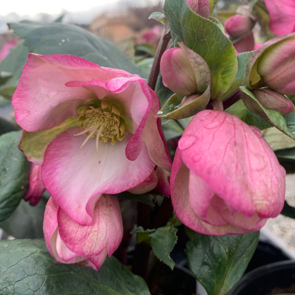 Helleborus-x-lemonnierae-'Diana'-(6)