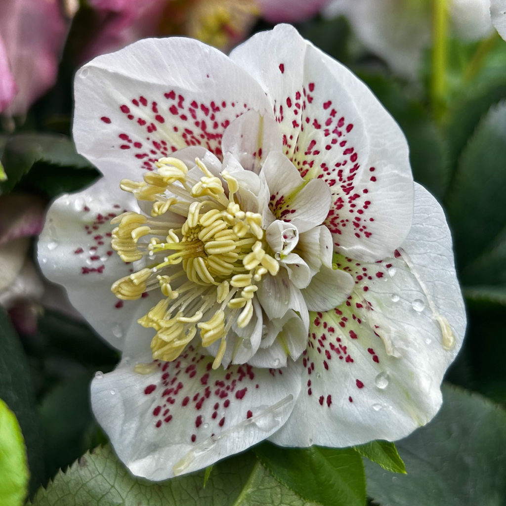 Helleborus Nieswurz, Schneerosen, Lenzrosen Oberleitner Gartenkultur