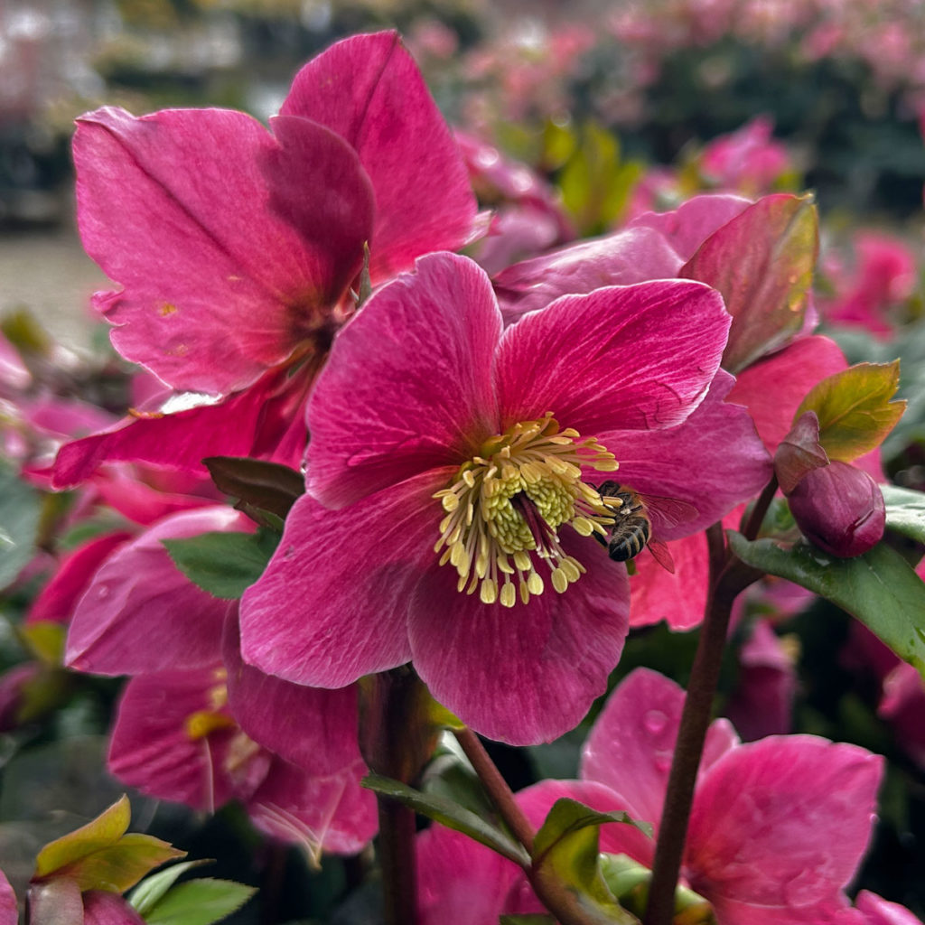 Helleborus Nieswurz, Schneerosen, Lenzrosen Oberleitner Gartenkultur