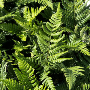 Dryopteris - Wurmfarn