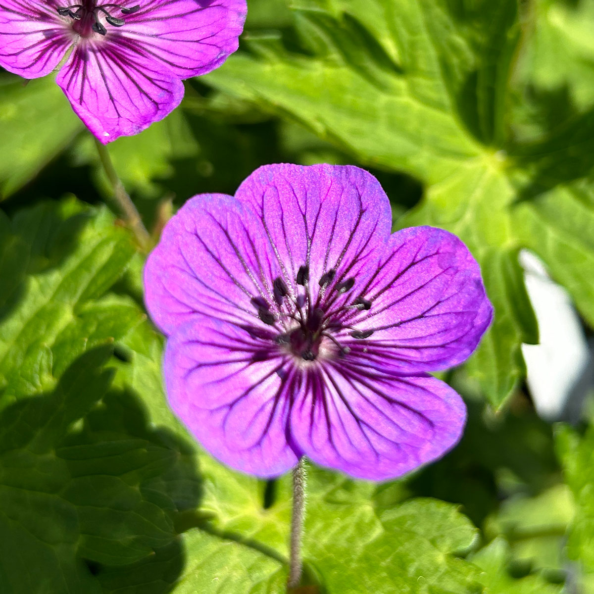 Geranium Mary Anne Garten Storchschnabel Oberleitner Gartenkultur