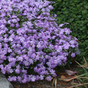 Phlox