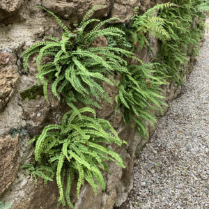 Asplenium - Streifenfarn