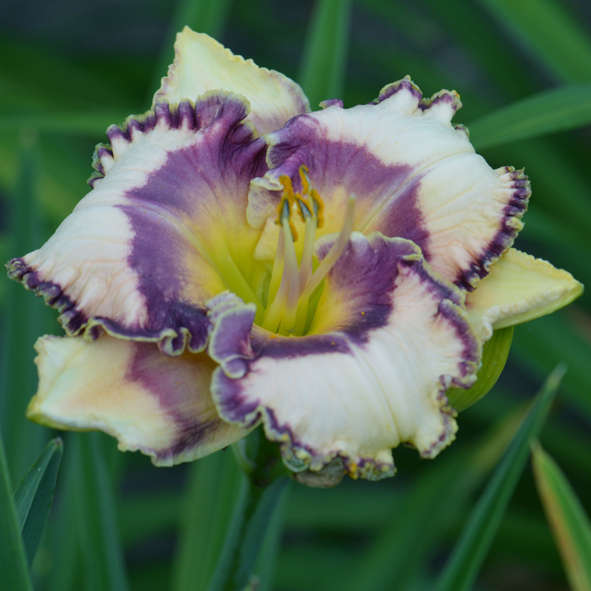 Hemerocallis 'Bluegrass Music'<span>Taglilie</span>