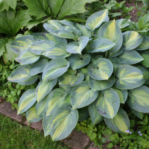 Hosta - Funkie