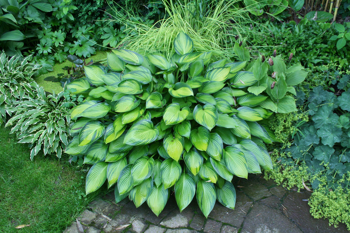 Hosta-'June-Fever'-(4)