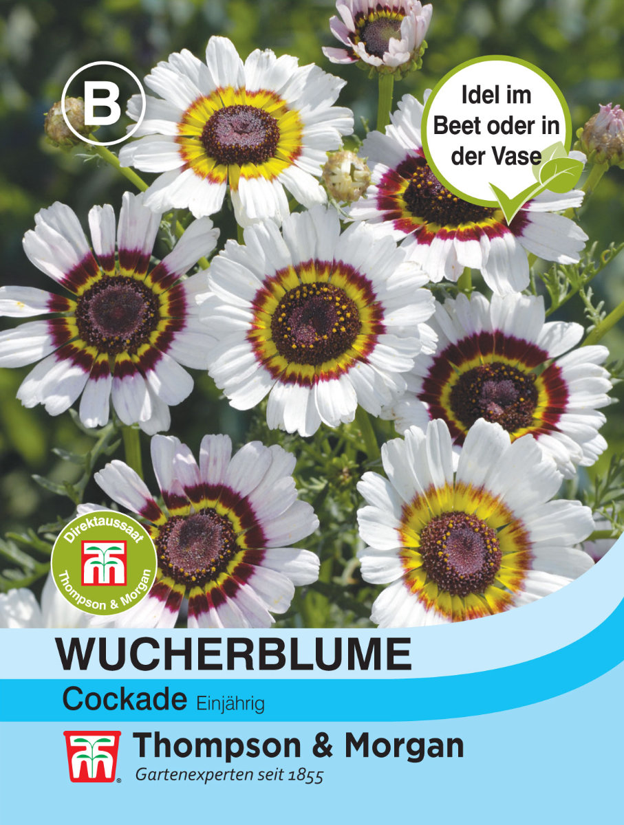 Chrysanthemum carinatum<span>Wucherblume</span>