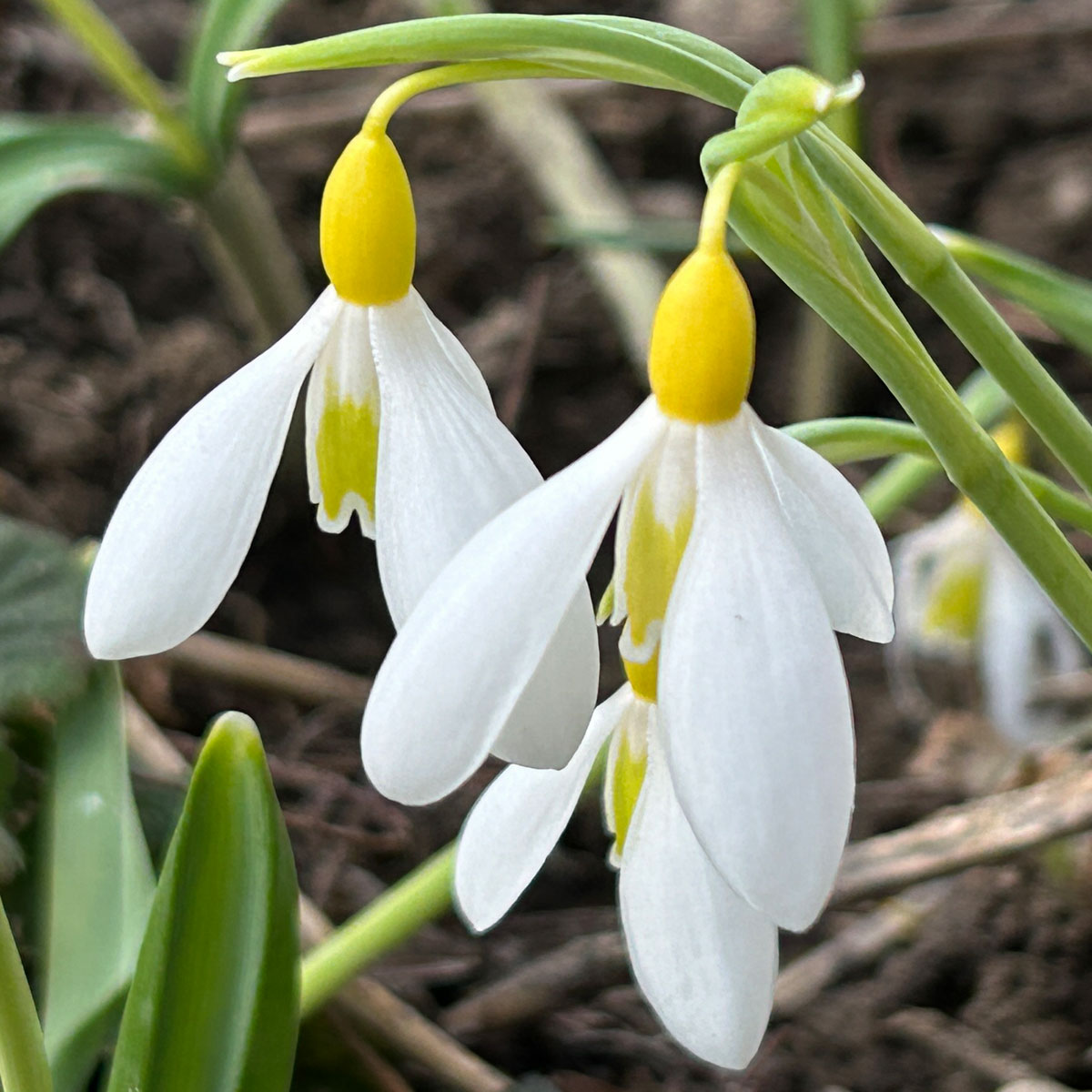 Galanthus 'Wendy's Gold' (2)