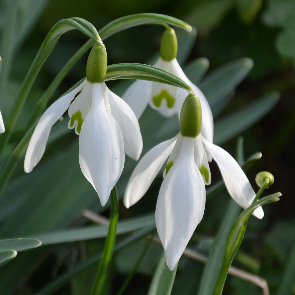 Galanthus nivalis 'Elfenkleid' Galanthus nivalis 'Elfenkleid'