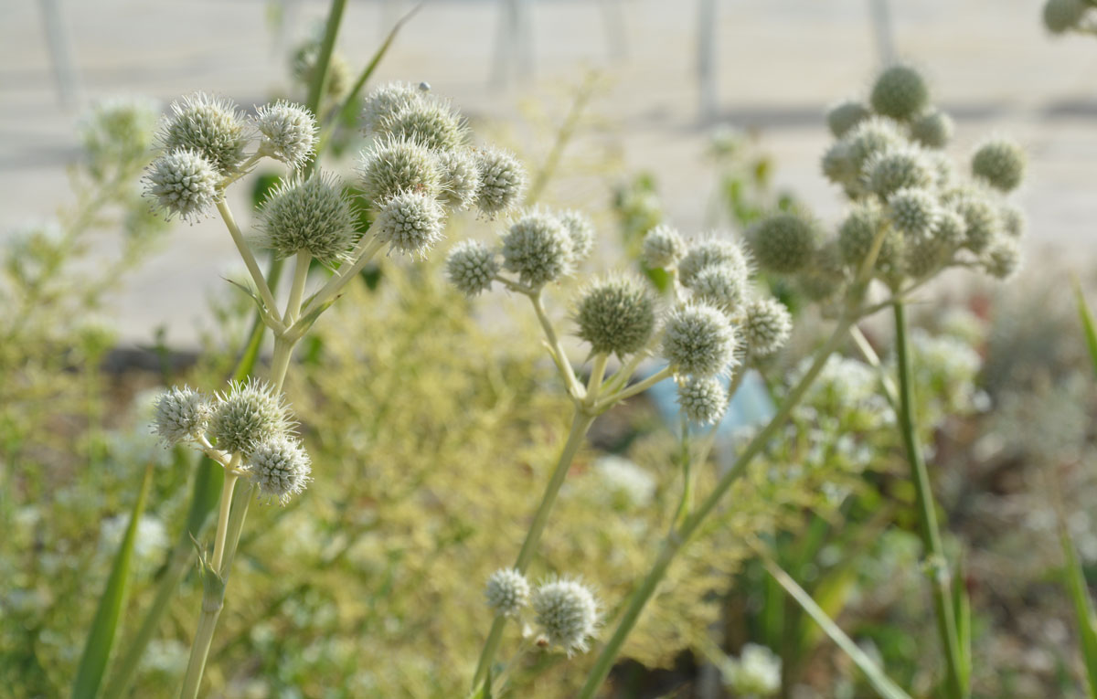 Fotospaziergang im Garten der Vielfalt am 22. August 2026 – Bild 3