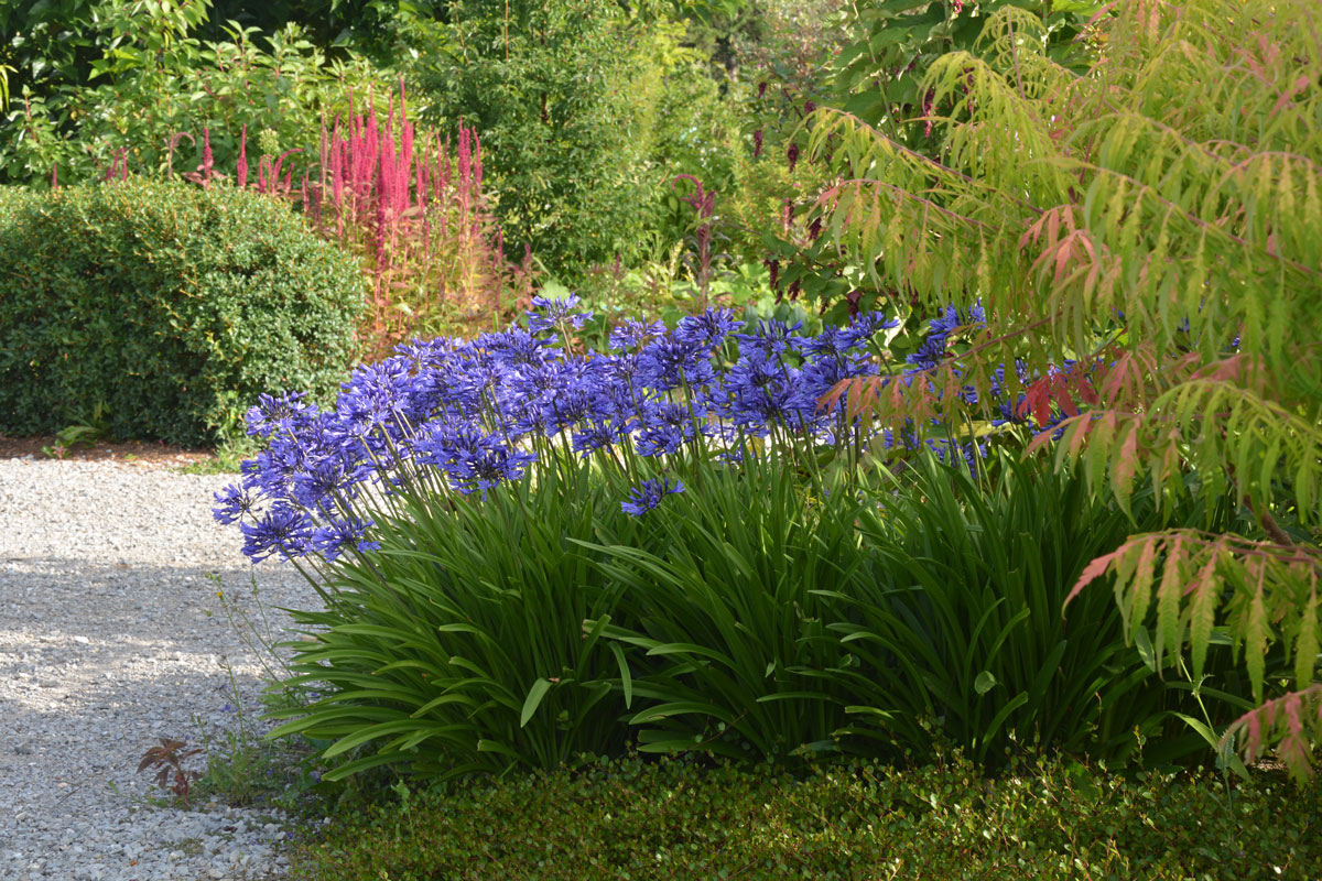 Fotospaziergang im Garten der Vielfalt am 22. August 2026 – Bild 5