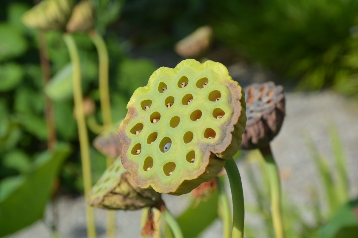 Fotospaziergang im Garten der Vielfalt am 22. August 2026 – Bild 6