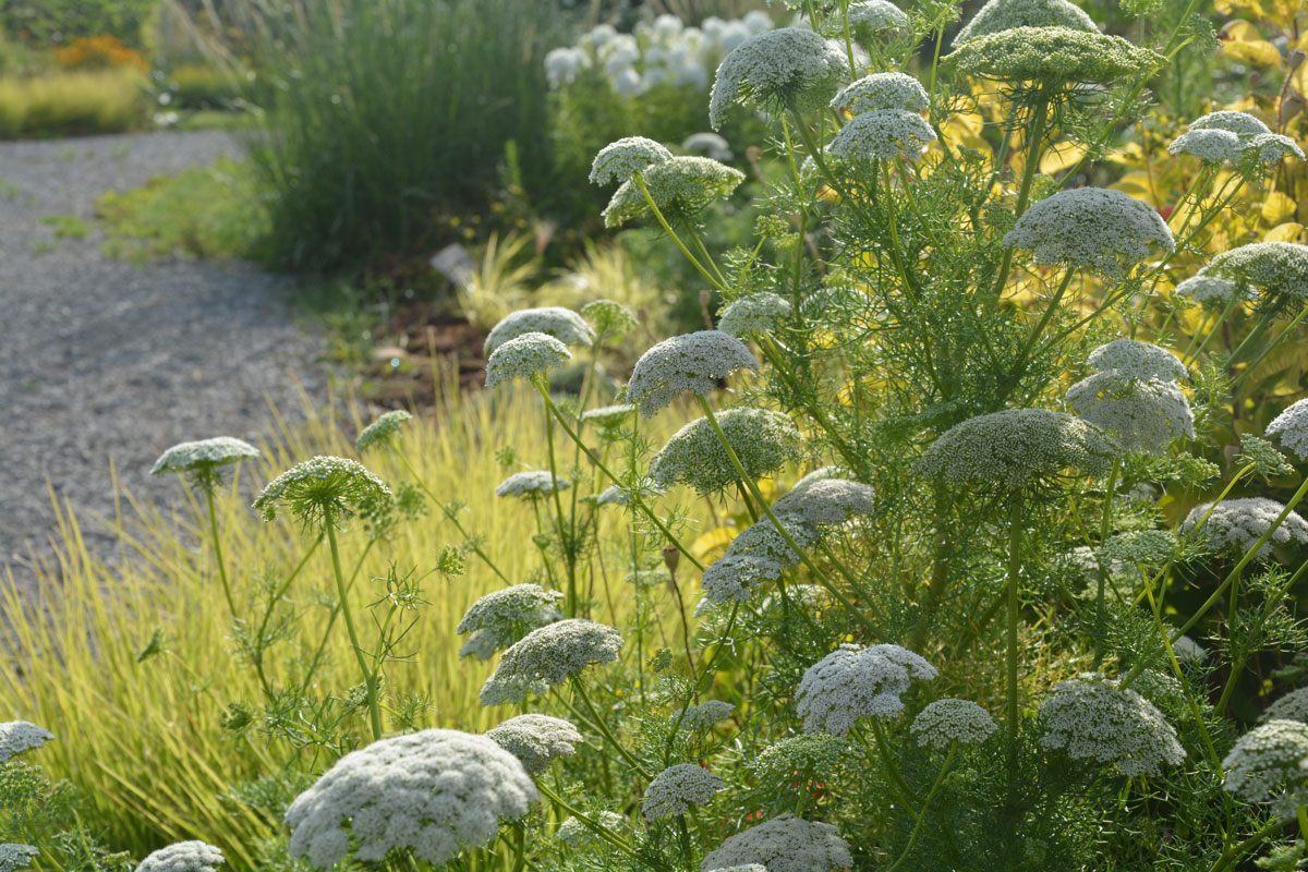 Fotospaziergang im Garten der Vielfalt am 22. August 2026 – Bild 8