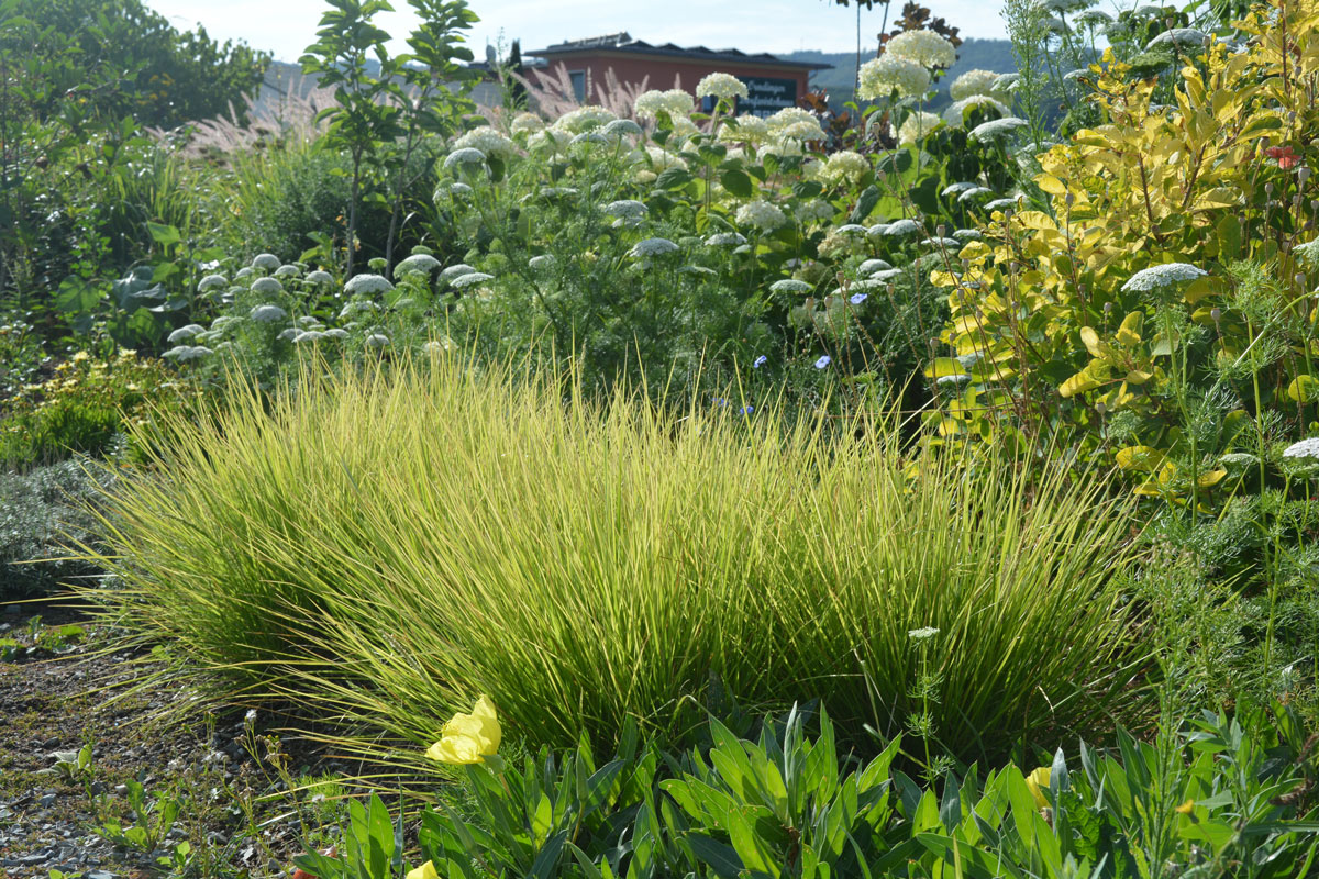 Fotospaziergang im Garten der Vielfalt am 22. August 2026 – Bild 11