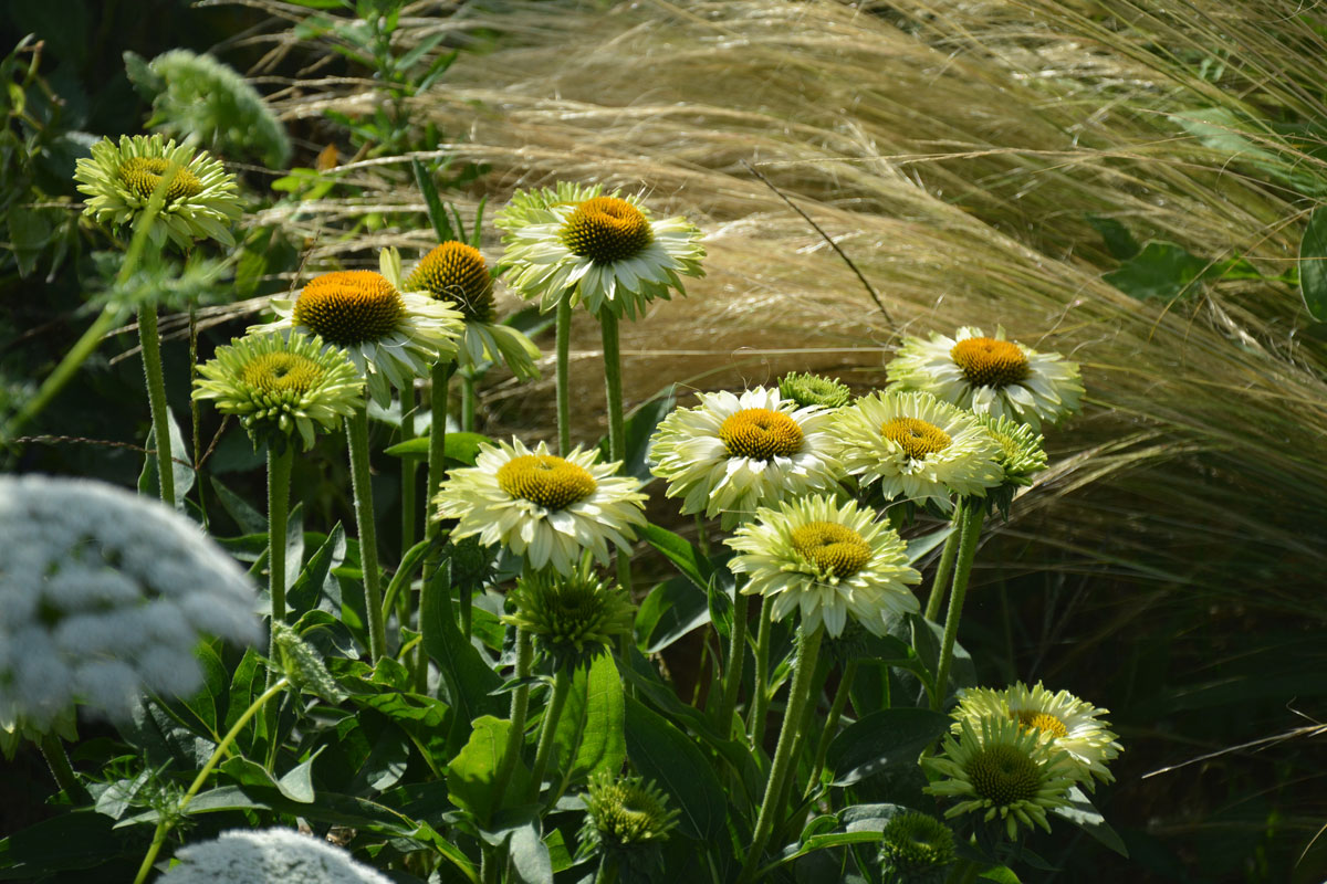 Fotospaziergang im Garten der Vielfalt am 22. August 2026 – Bild 12