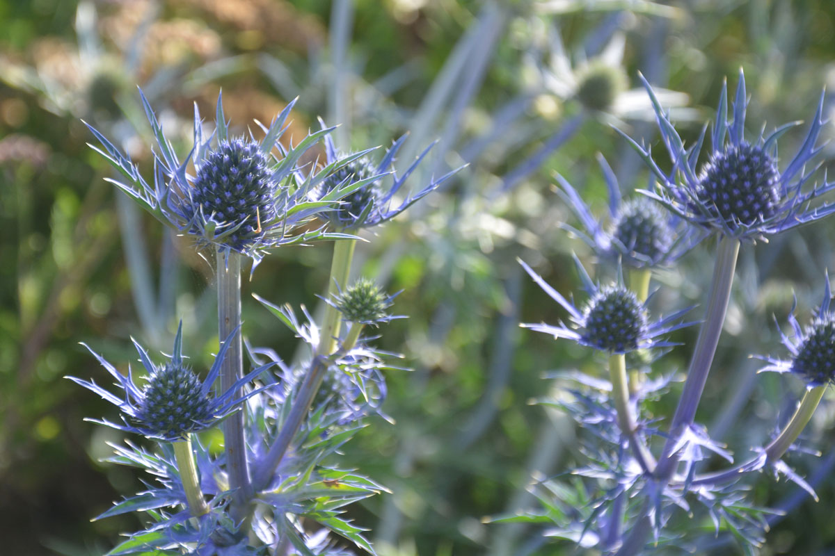 Fotospaziergang im Garten der Vielfalt am 22. August 2026 – Bild 13