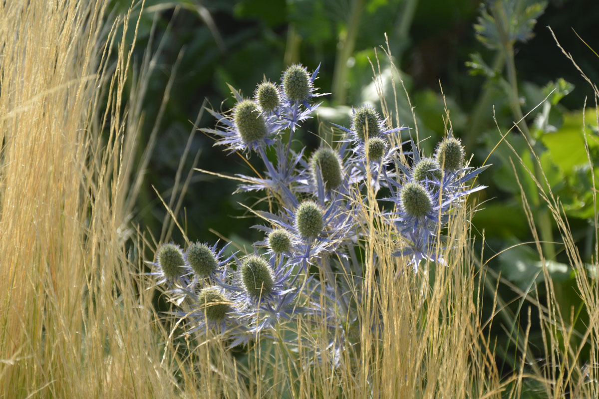 Fotospaziergang im Garten der Vielfalt am 22. August 2026 – Bild 14