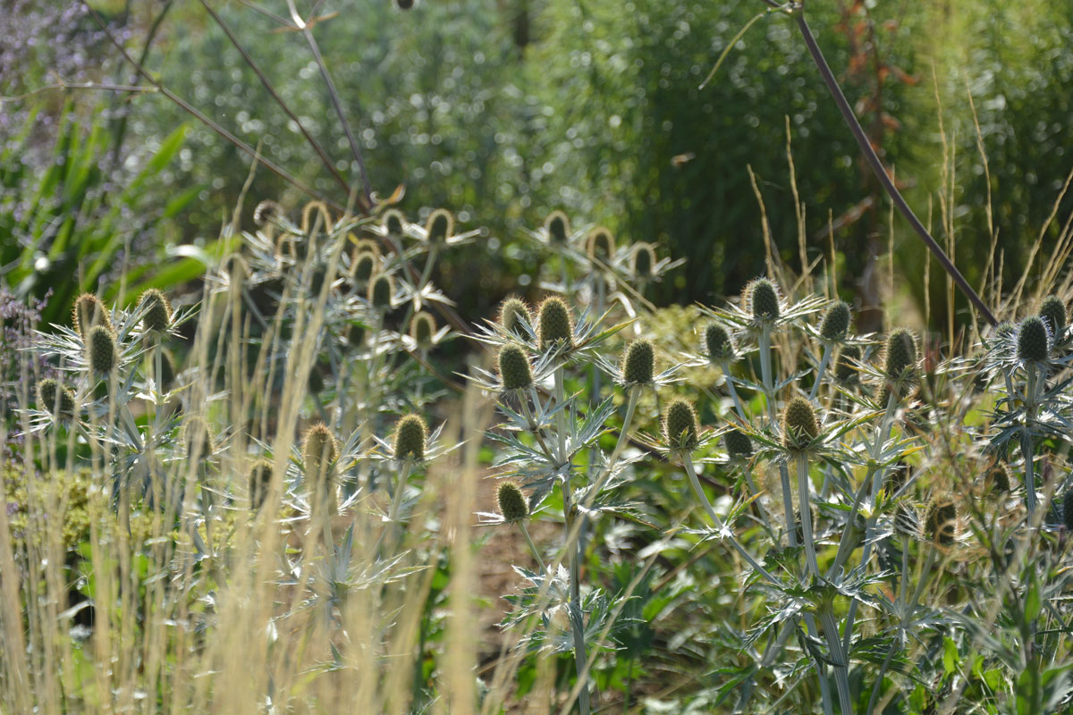 Fotospaziergang im Garten der Vielfalt am 22. August 2026 – Bild 15