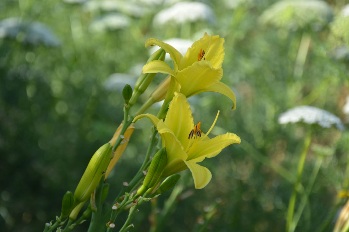 Fotospaziergang im Garten der Vielfalt am 22. August 2026 – Bild 16