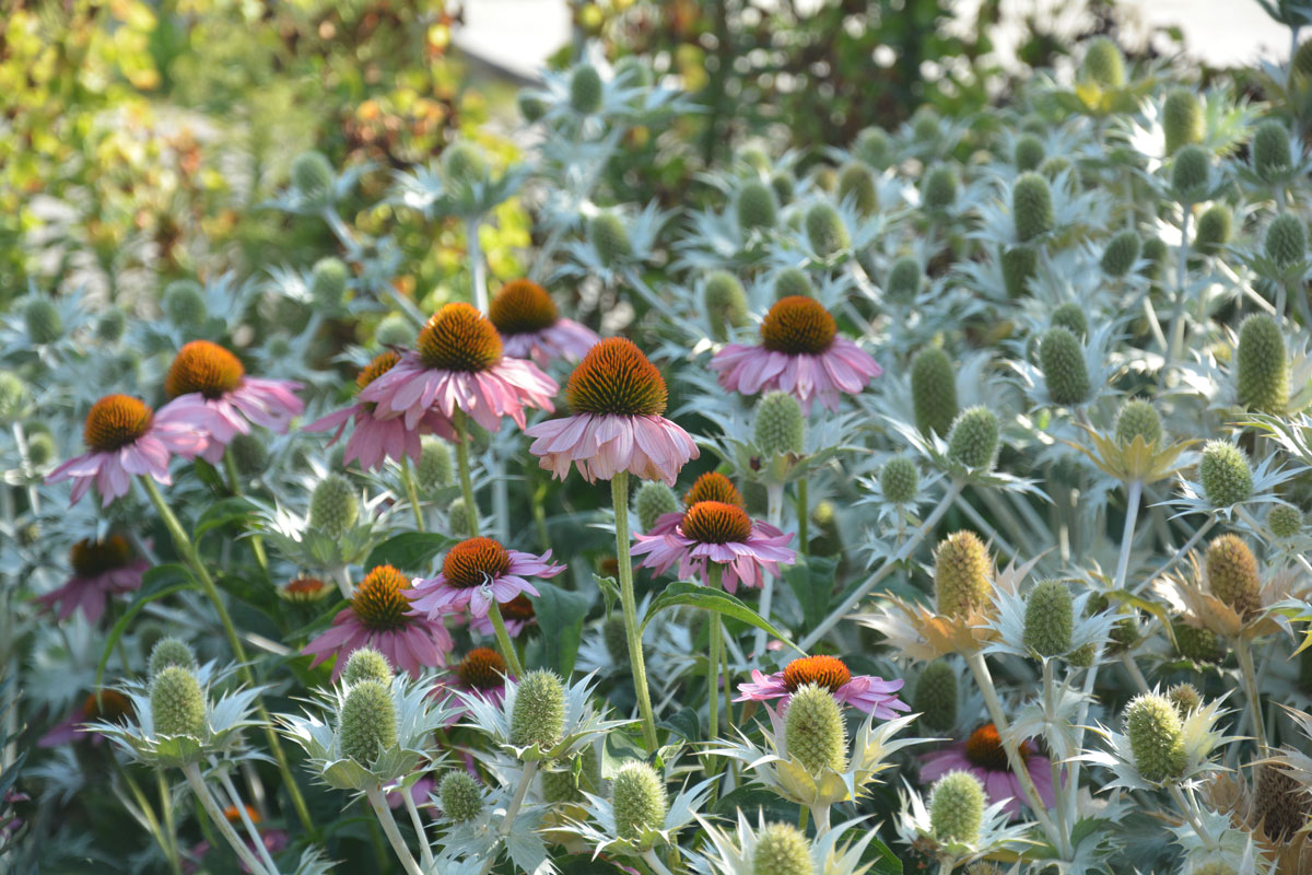 Fotospaziergang im Garten der Vielfalt am 22. August 2026 – Bild 17
