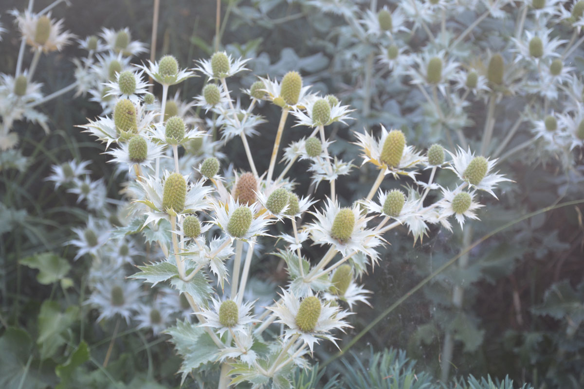 Fotospaziergang im Garten der Vielfalt am 22. August 2026 – Bild 18