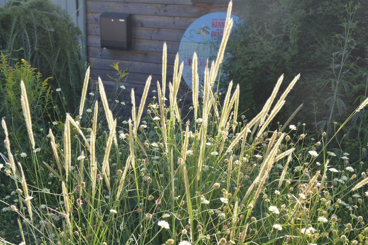 Fotospaziergang im Garten der Vielfalt am 22. August 2026 – Bild 19
