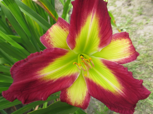 Hemerocallis 'Boitzer Green Josephine'<span>Taglilie</span>