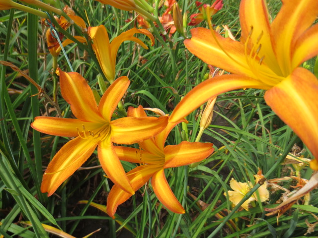 Hemerocallis 'Boitzer Prairieherbst'<span>Taglilie</span>