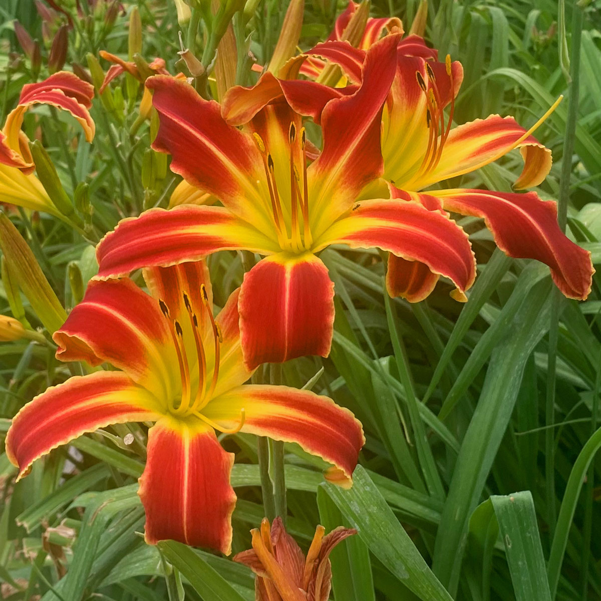 Hemerocallis 'A Little Fire Scarecrow'<span>Taglilie</span>