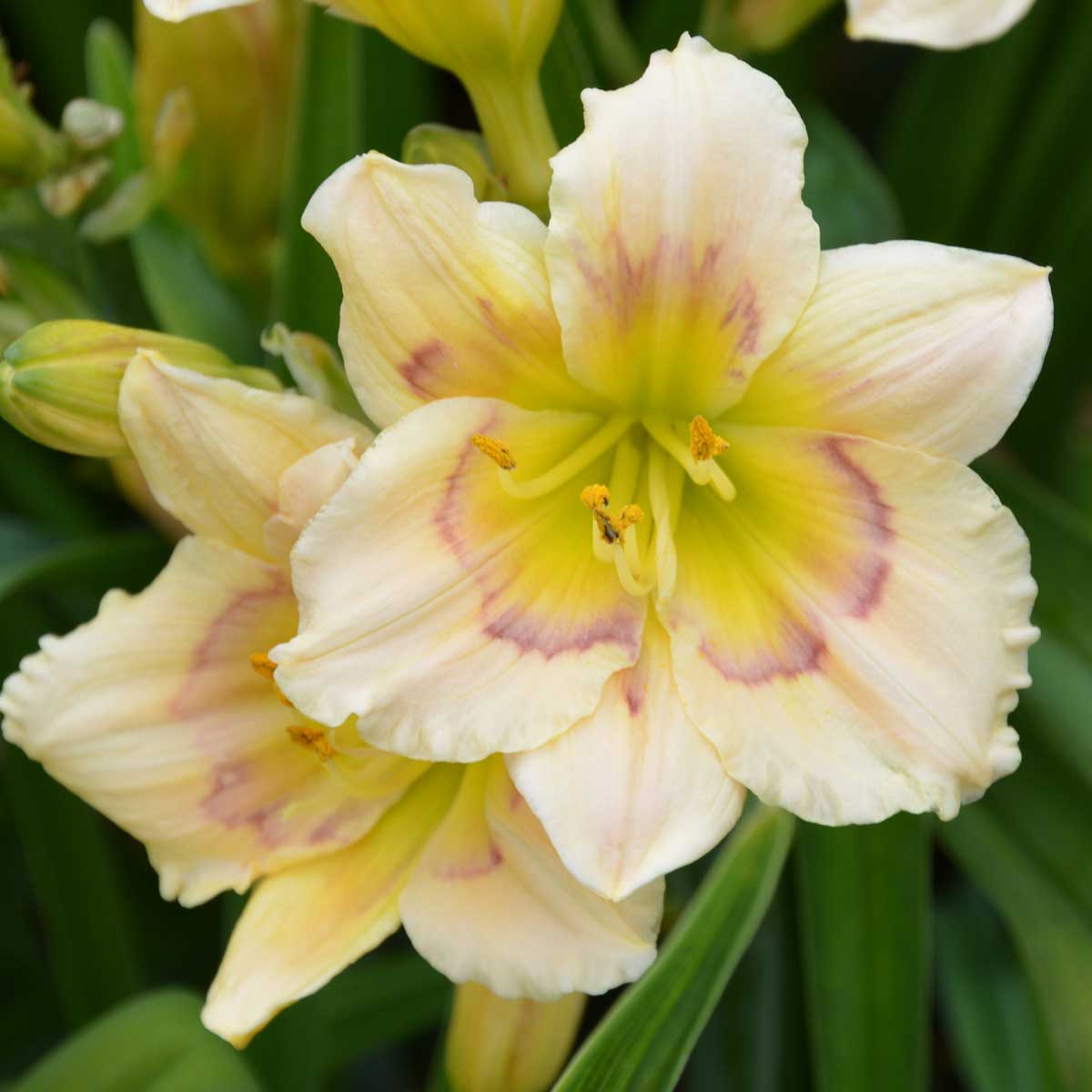 Hemerocallis 'All American Baby'<span>Taglilie</span>