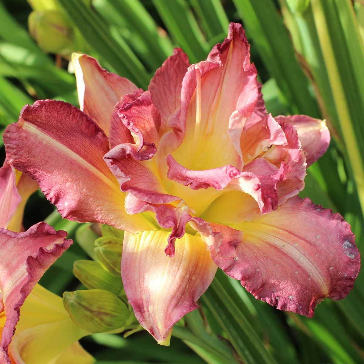 Hemerocallis 'Almost Indecent'<span>Taglilie</span>